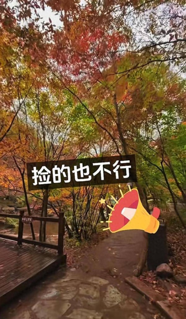 威力财 辽宁一景区禁止游客捡枫叶，手持枫叶也不行，工作人员：为保护自然环境